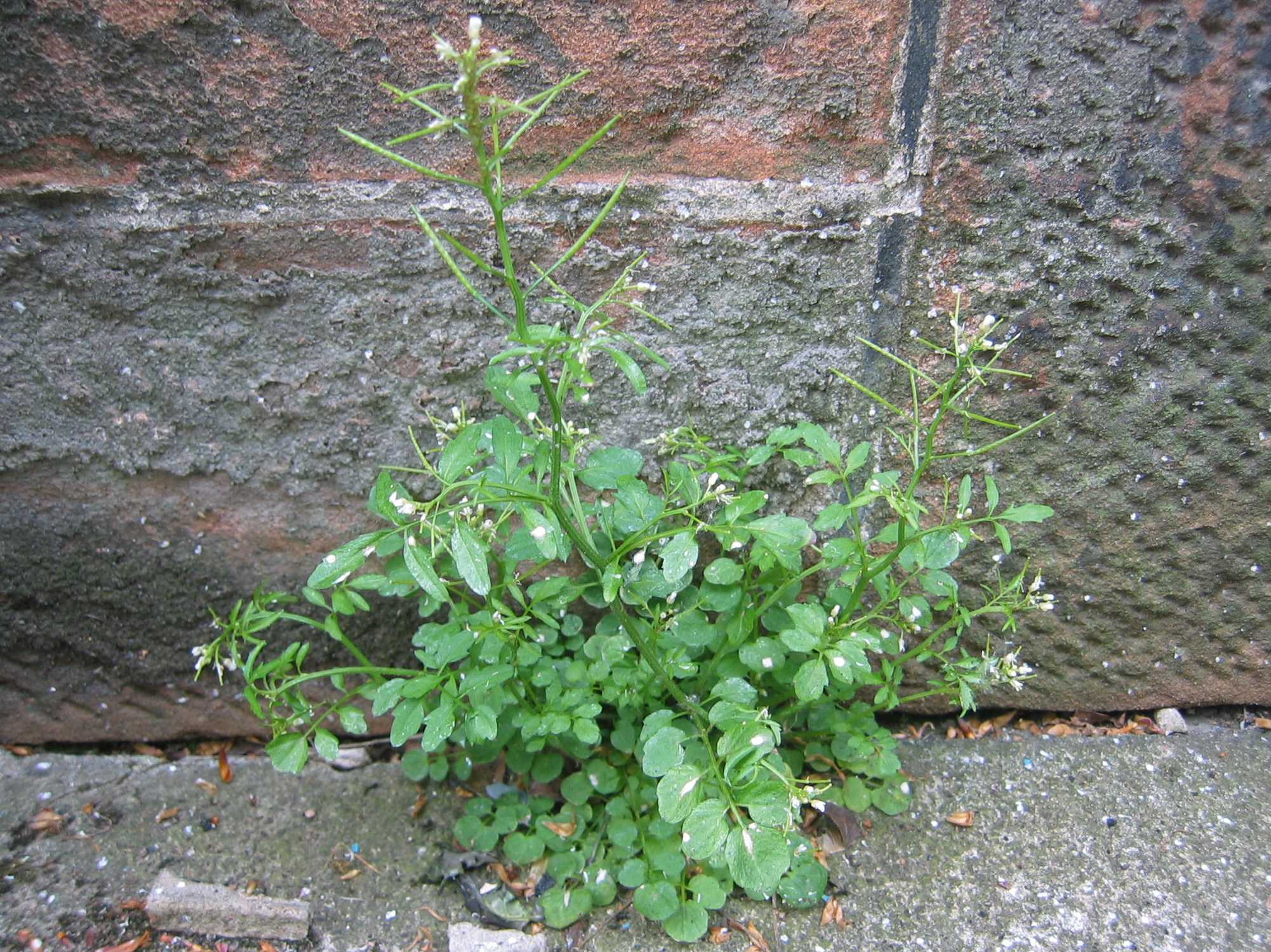 Wavy Bittercress