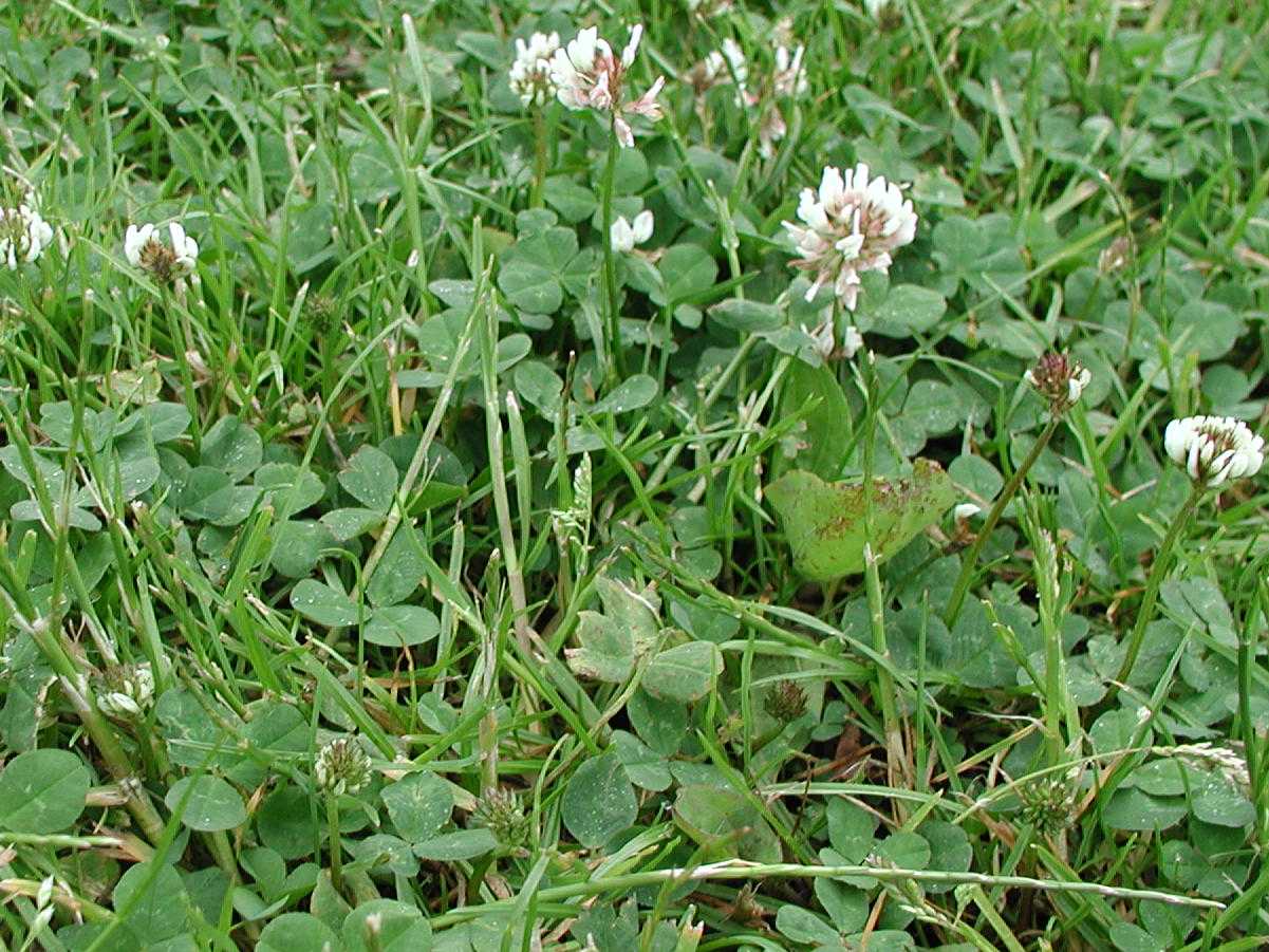 White Clover