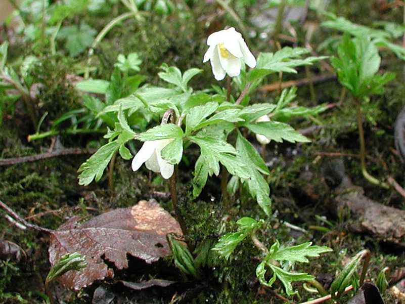 Wood Anemone