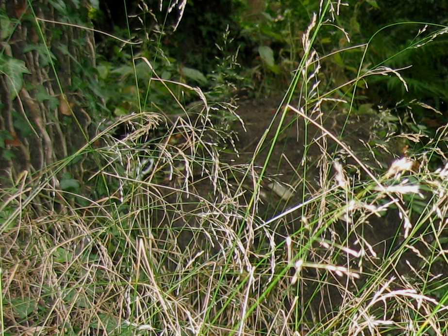 Wood Meadow-grass