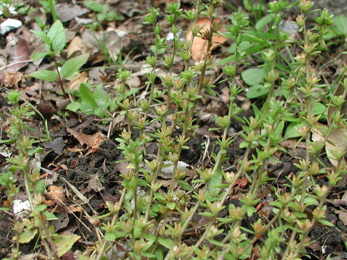 Wall Speedwell