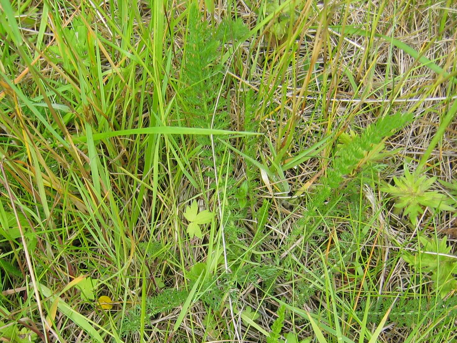 Yarrow (leaves only)