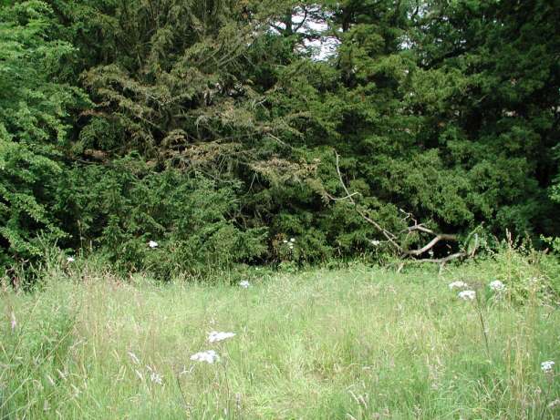 Third meadow, looking towards the Cadzow burn