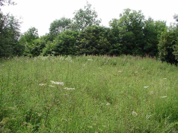 in far meadow, looking south