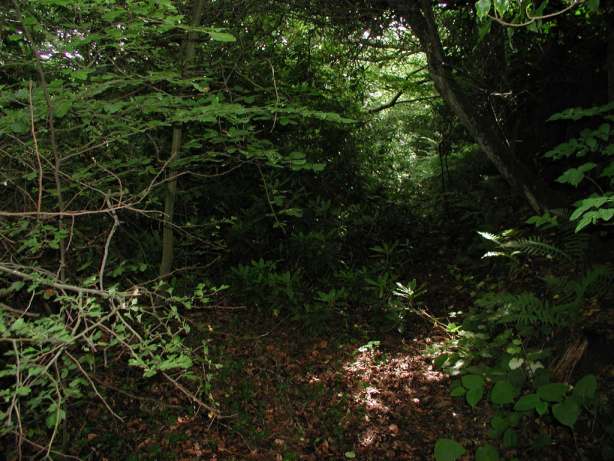 Thick woodland, with path leading to third meadow