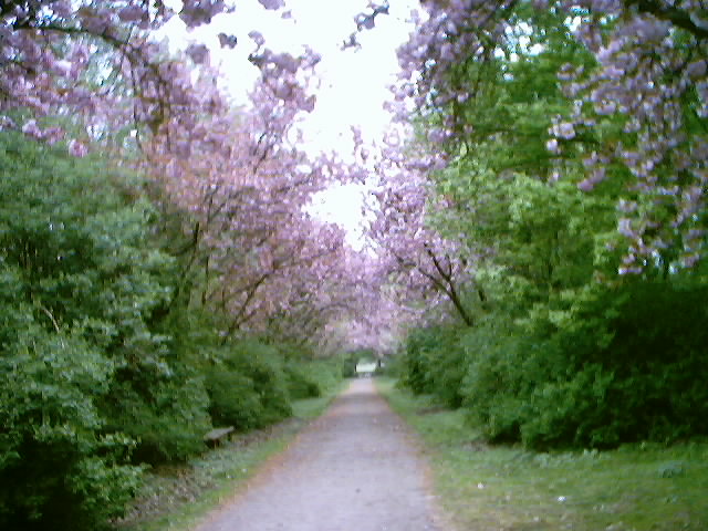 Kirschbl&uuml;ten