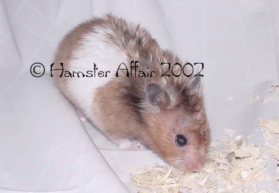 1st Hamster Show - LH Banded Female Winner 1st
