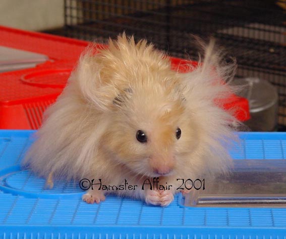 LH Cream Satin Male