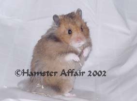 LH Golden Male - Deceased
