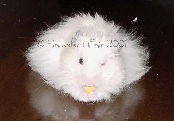 LH Ivory Male