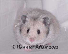 LH Light Grey Female
