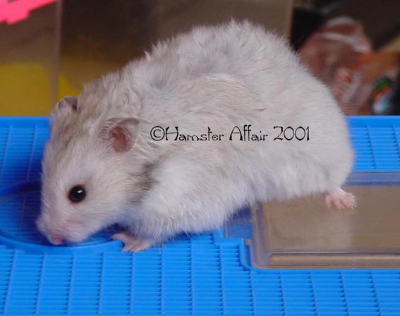 LH Silver Grey Female
