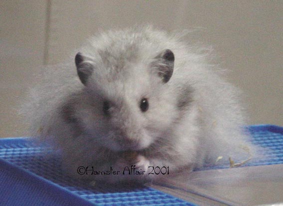 LH Silver Grey Male