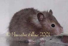 LH Sable Female