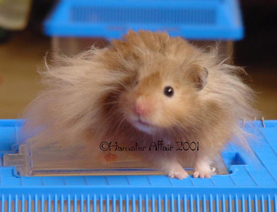LH Sable Male - Deceased