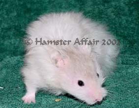 LH Sable Roan Male