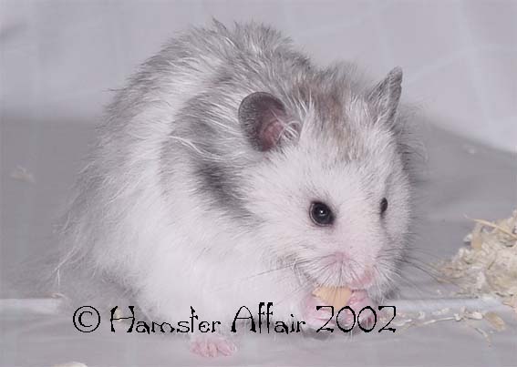 LH Silver Grey Banded Male