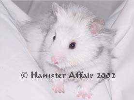 LH Silver Grey Male