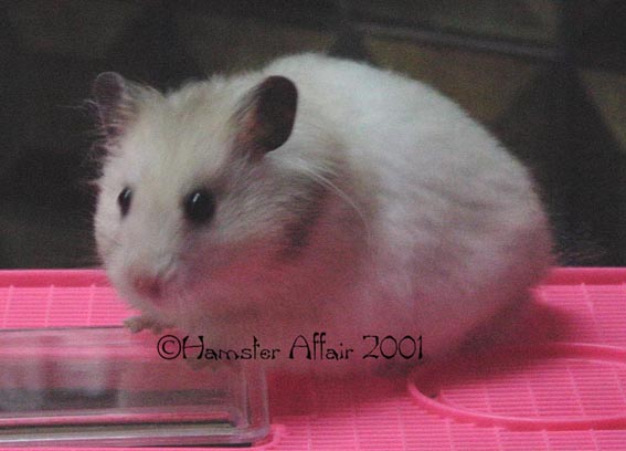 2nd Hamster Show - LH Banded Female winner 1st