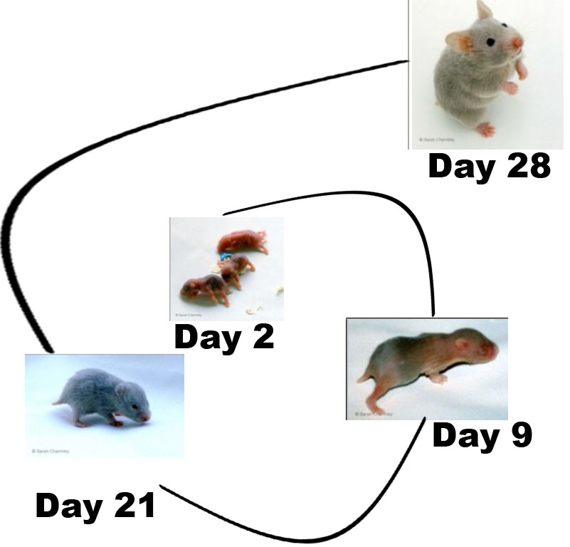 The hamster life cycle: Stages from birth to old age