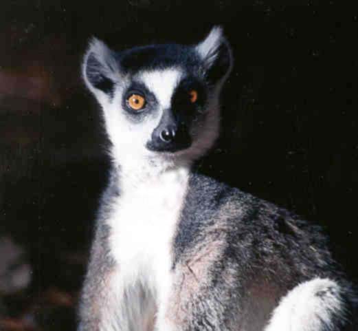 ring tailed lemur
