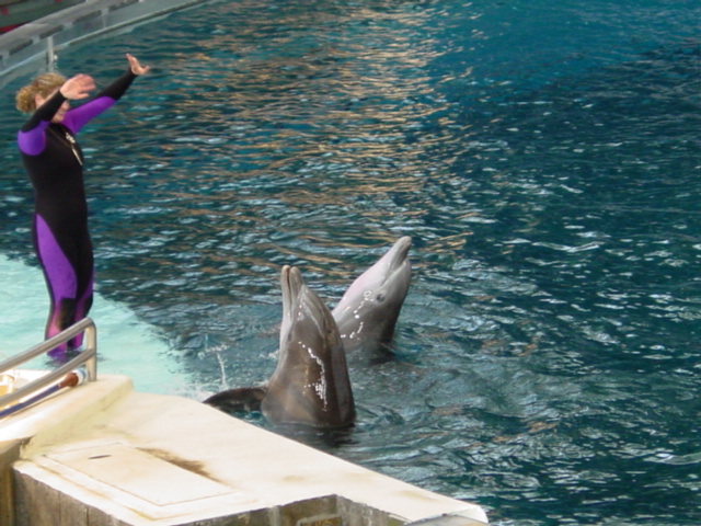 Dolphin Show