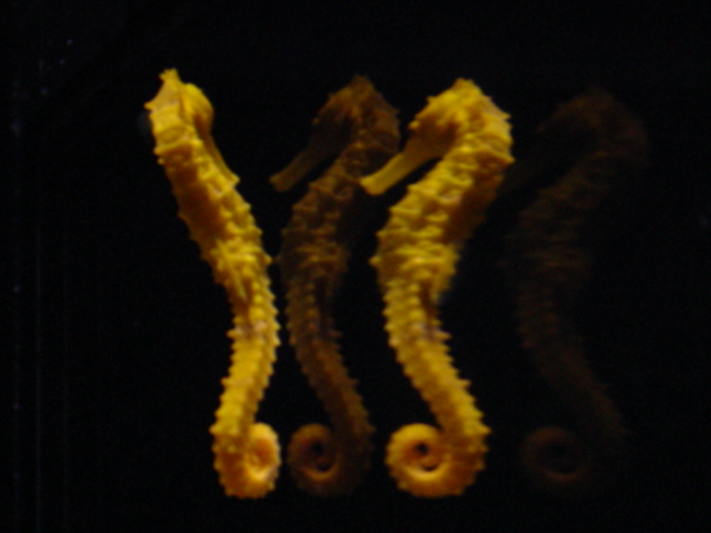 Seahorse Exhibit