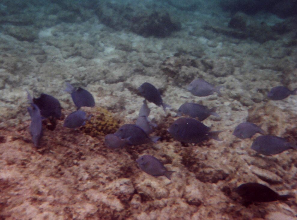 Atlantic Blue School
