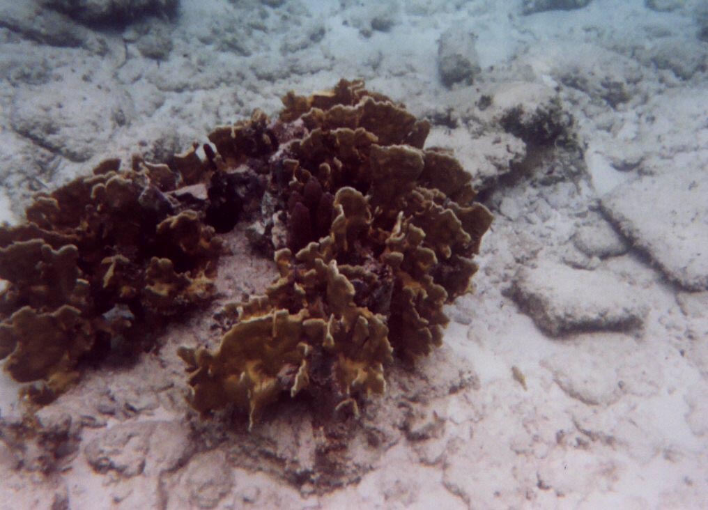 Coral Head