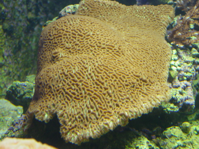 Spreading Brain Coral
