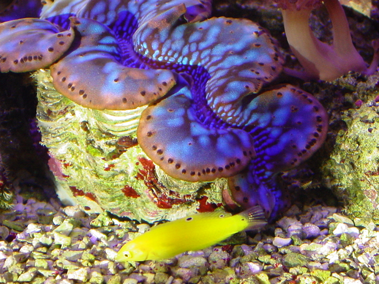 Canary Wrasse and Tridacna Maxima