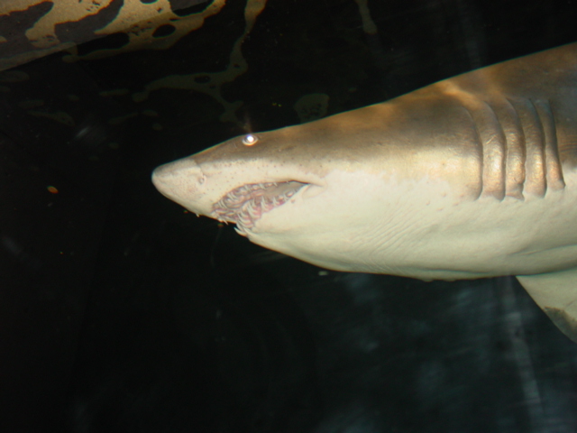 Shark Exhibit