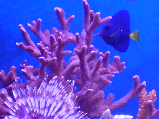 Zebrasoma xanthurum next to branching Montipora Digitata