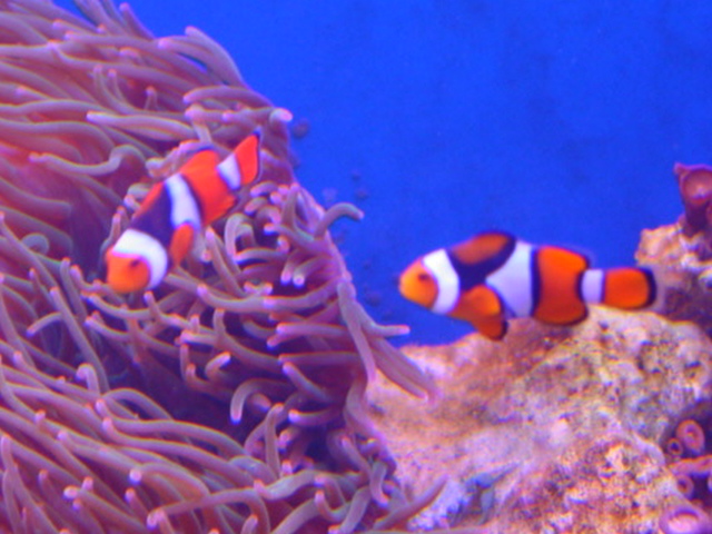 Amphiprion percula