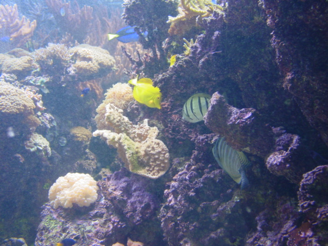 Pacific Reef Exhibit