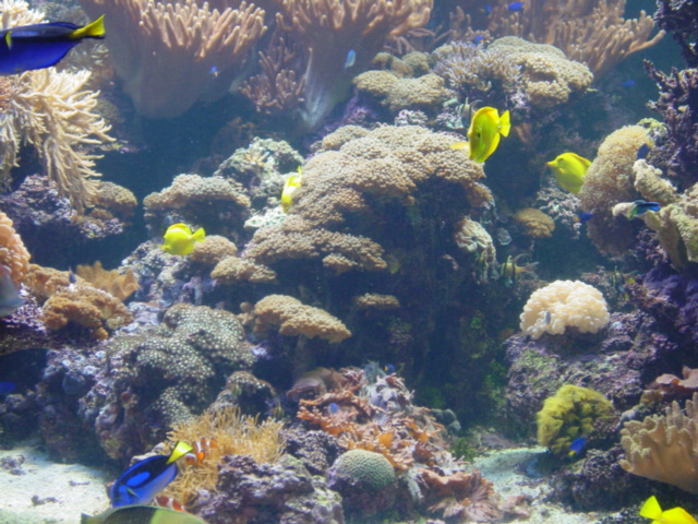 Pacific Reef Exhibit