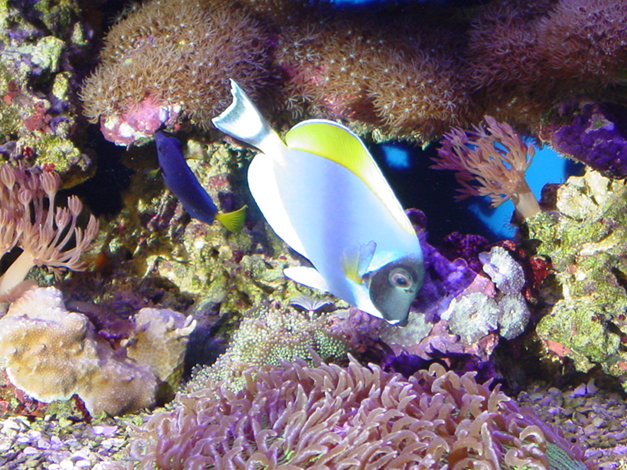 Powder Blue and Purple Tang