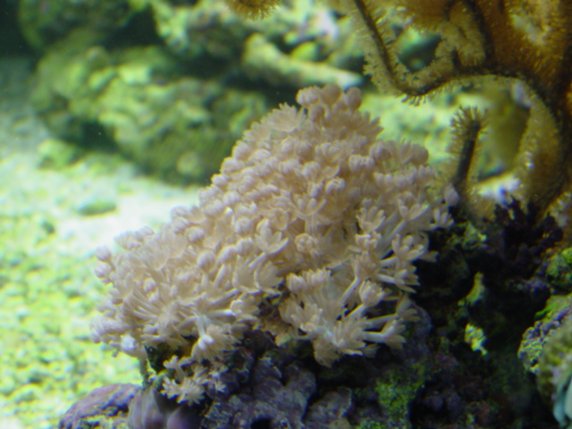 Bali Pom-Pom Xenia