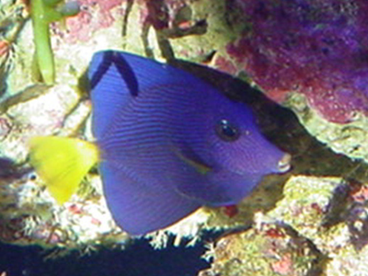 Purple Tang