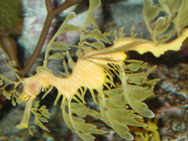 Seahorse Exhibit