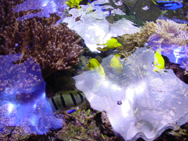 Top down view of the Pacific Reef