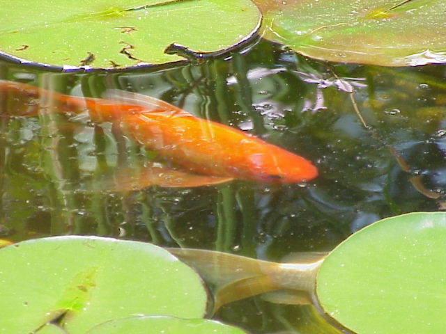 CLICK ON ABOVE PHOTO FOR VIDEO