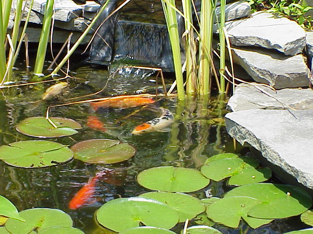 CLICK HERE FOR MORE FISH PHOTOS