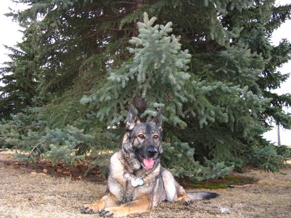 Dima lying by a tree. 