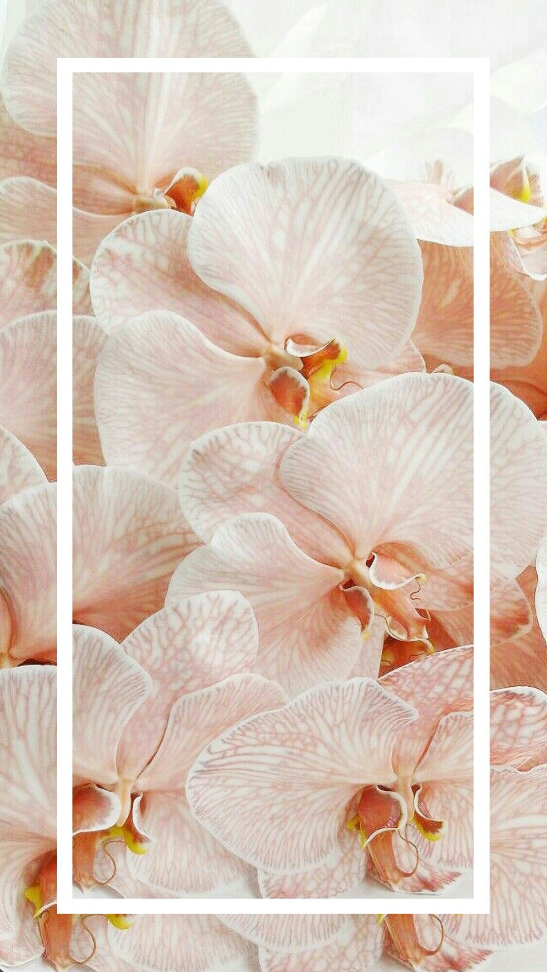 orchid.jpeg