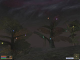 Orchard of Lights