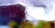 bodyboardbz2.jpg (28749 bytes)