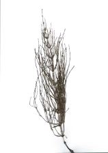 Equisetum arvense with 5-angled branches