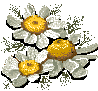 flor_bd.gif (2573 bytes)