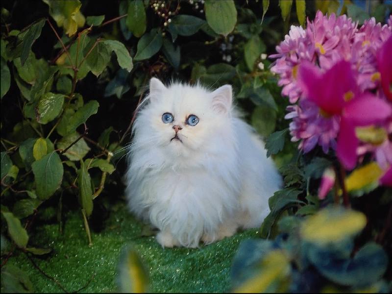 gatinho.jpg (60054 bytes)